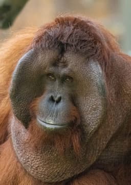 Orangutan