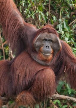 Orangutan