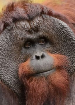 Orangutan