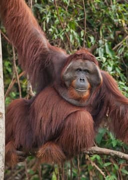 Orangutan