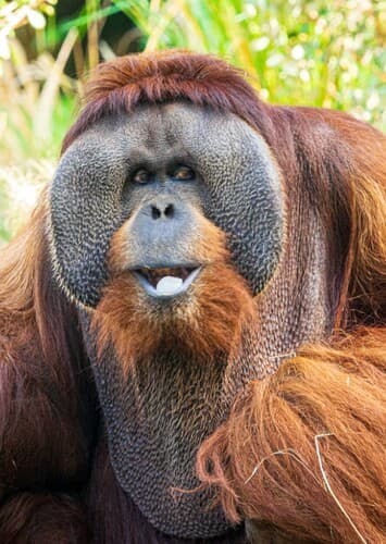 Orangutan