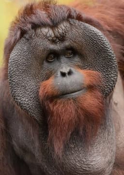 Orangutan