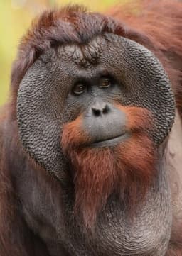 Orangutan