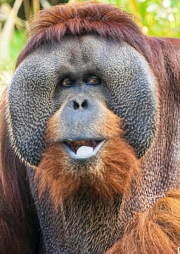 Orangutan