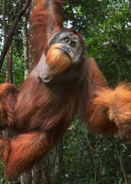 Orangutan