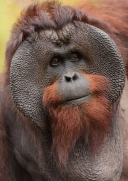 Orangutan