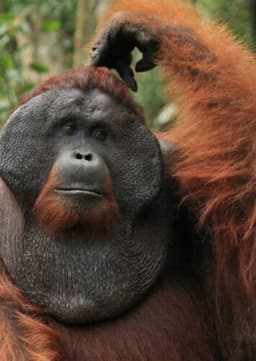 Orangutan