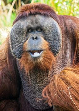 Orangutan