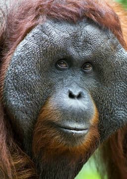Orangutan
