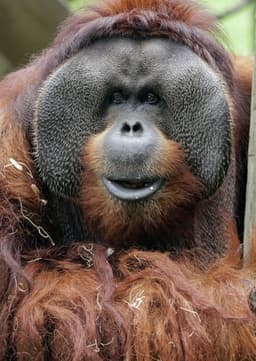Orangutan