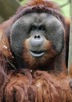 Orangutan