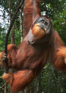 Orangutan