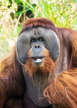 Orangutan