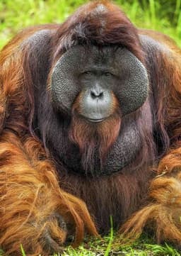 Orangutan