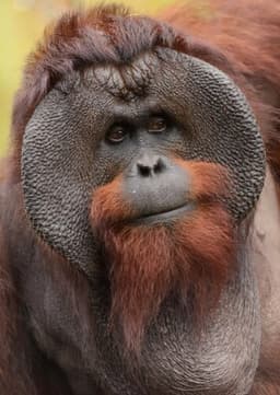 Orangutan