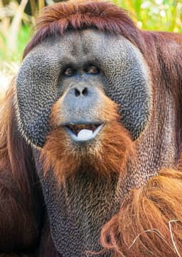 Orangutan