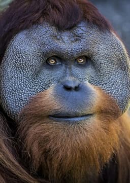 Orangutan