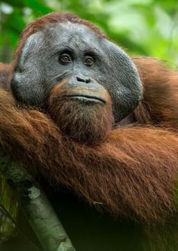 Orangutan