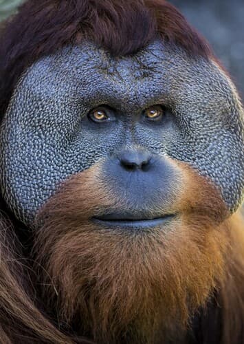 Orangutan