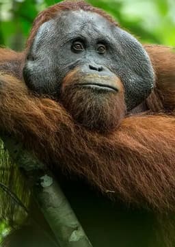 Orangutan