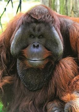 Orangutan