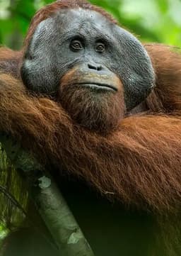 Orangutan