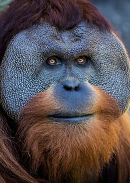 Orangutan