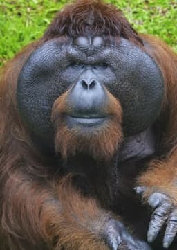 Orangutan