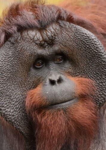 Orangutan