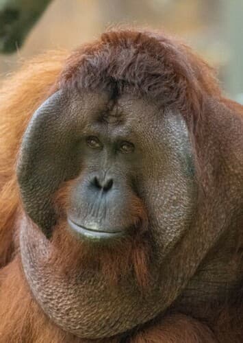 Orangutan