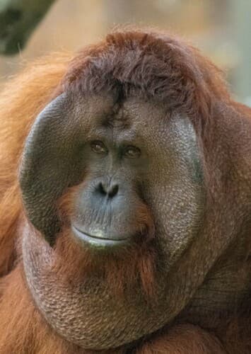 Orangutan