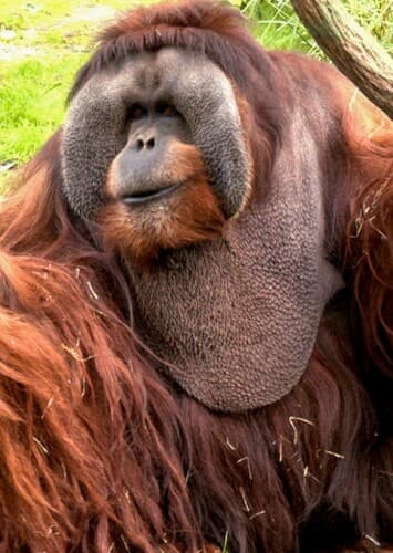 Orangutan