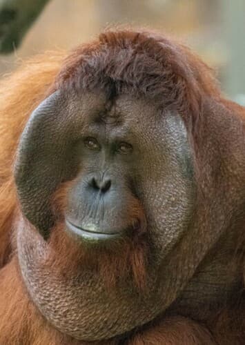 Orangutan