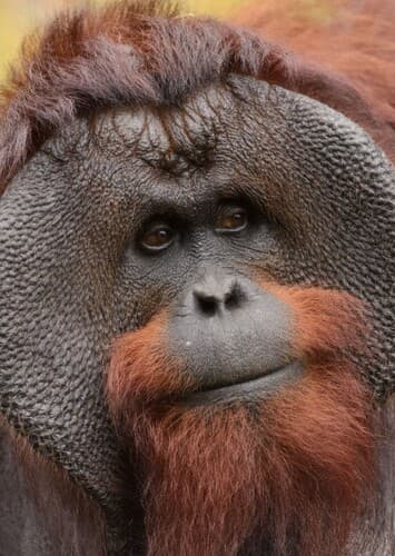 Orangutan