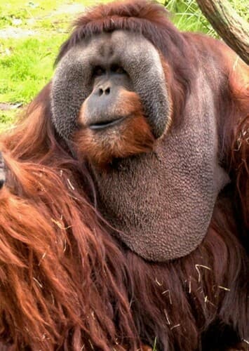 Orangutan