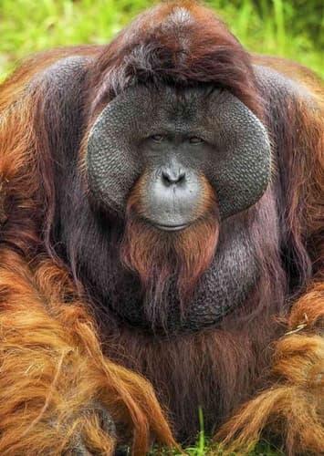 Orangutan