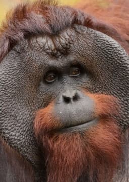 Orangutan