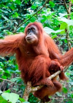 Orangutan