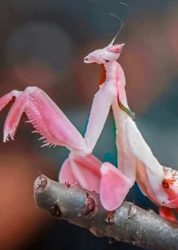Orchid Mantis