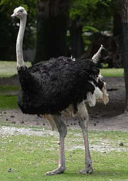 Ostrich