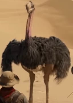 Ostrich