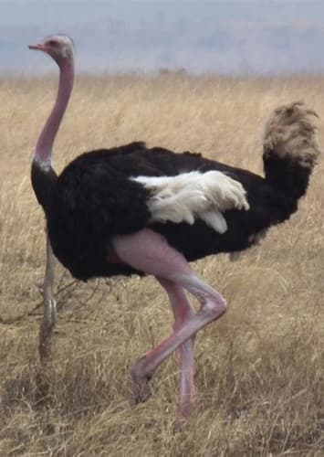 Ostrich