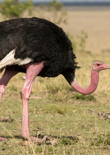 Ostrich