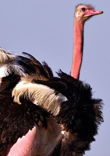 Ostrich
