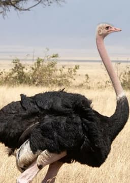 Ostrich