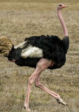 Ostrich