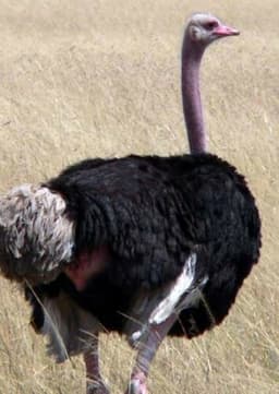 Ostrich