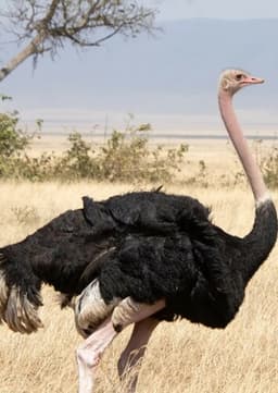 Ostrich