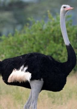 Ostrich