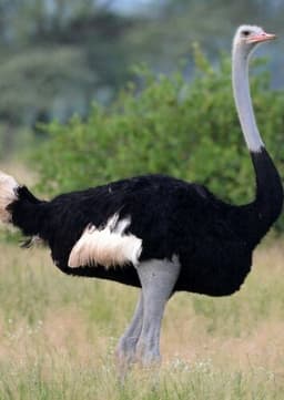 Ostrich